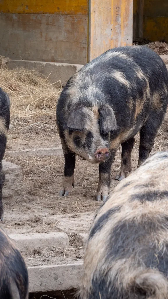 cochon bio ferme valais