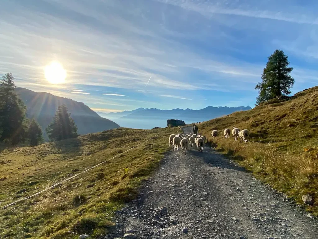 moutons alpage valais