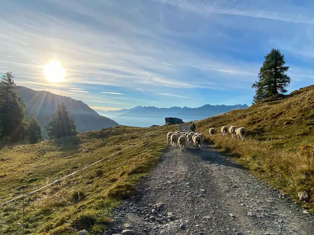 viande moutons alpage valais local