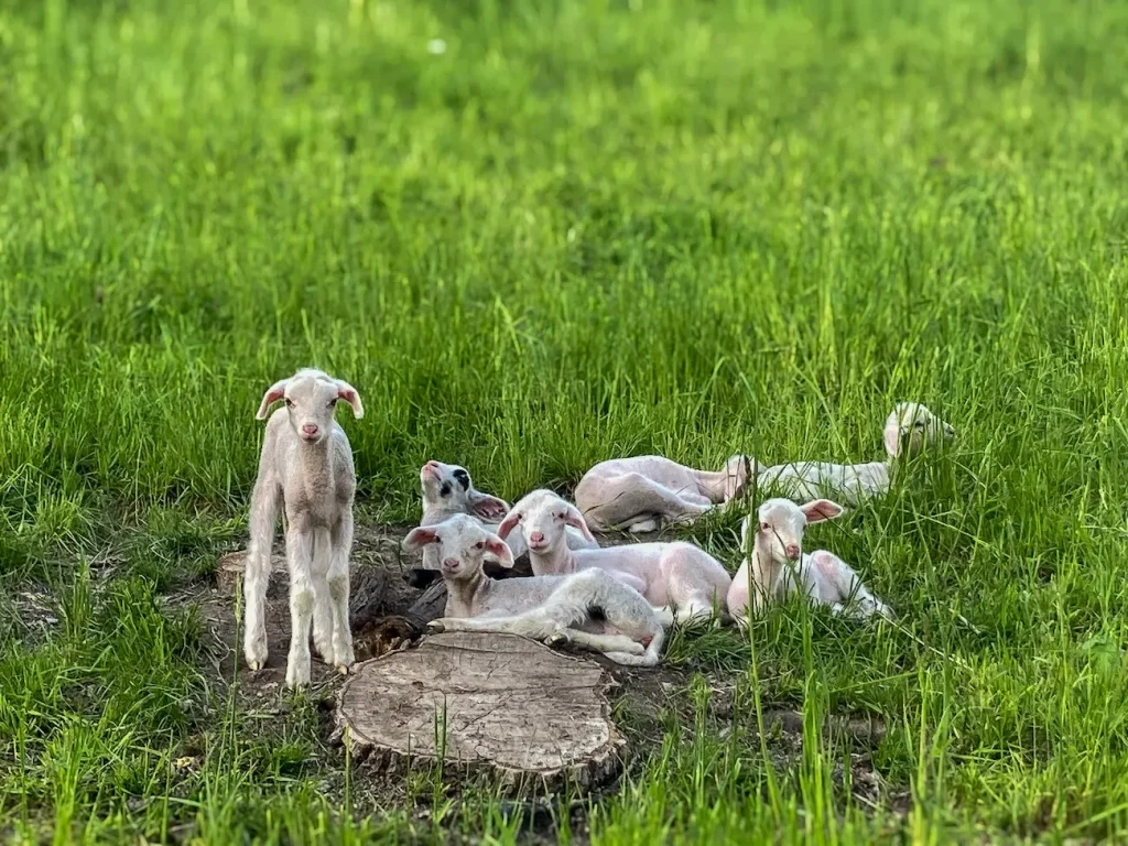 agneaux valais ferme