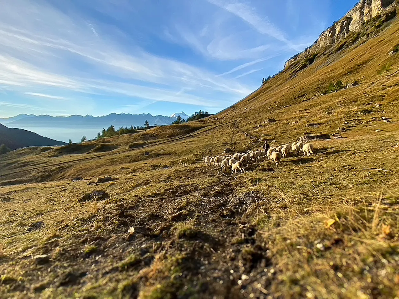 viande d'agneau mouton alpage bio valais