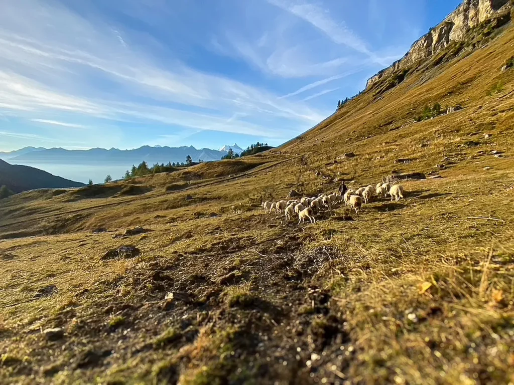mouton ferme valais alpage