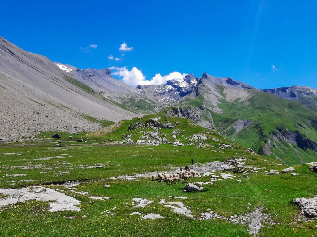 ferme mouton alpage valais