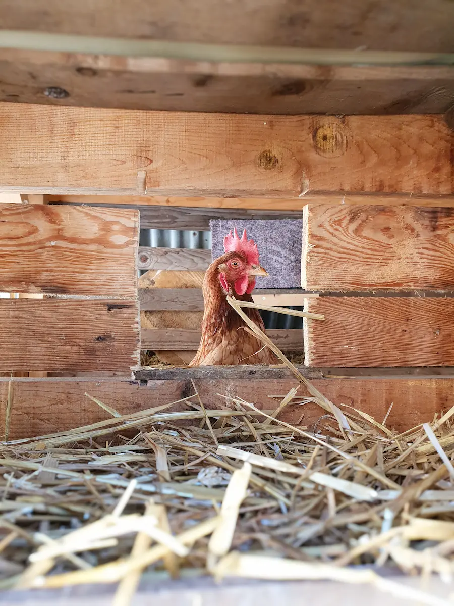 oeuf de poule bio valais